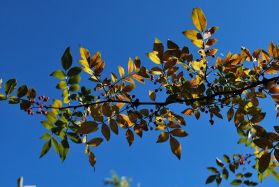 Zanthoxylum simulans - žlutodřev čínský - podzimné větévka s plodenstvím